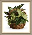 Lakeside Florist, 744 Capital Av SW, Battle Creek, MI 49015, (269)_963-9400